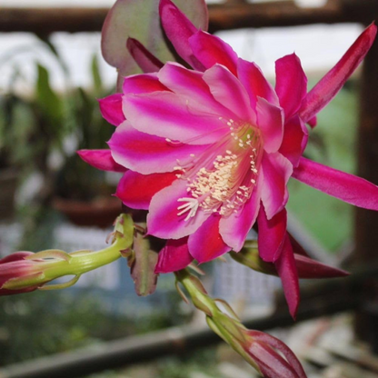 Brahma Kamal - Pink (Saussurea obvallata) Flowering Live Plant