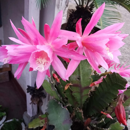 Brahma Kamal - Pink (Saussurea obvallata) Flowering Live Plant