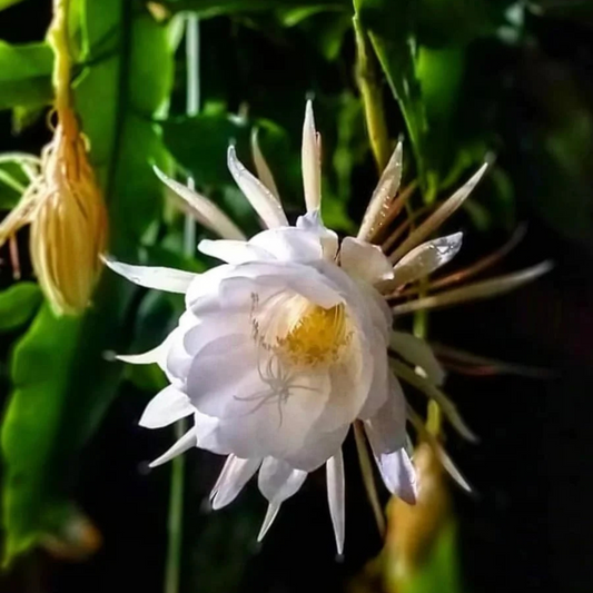Brahma Kamal - White (Epiphyllum oxypetalum) Flowering Live Plant