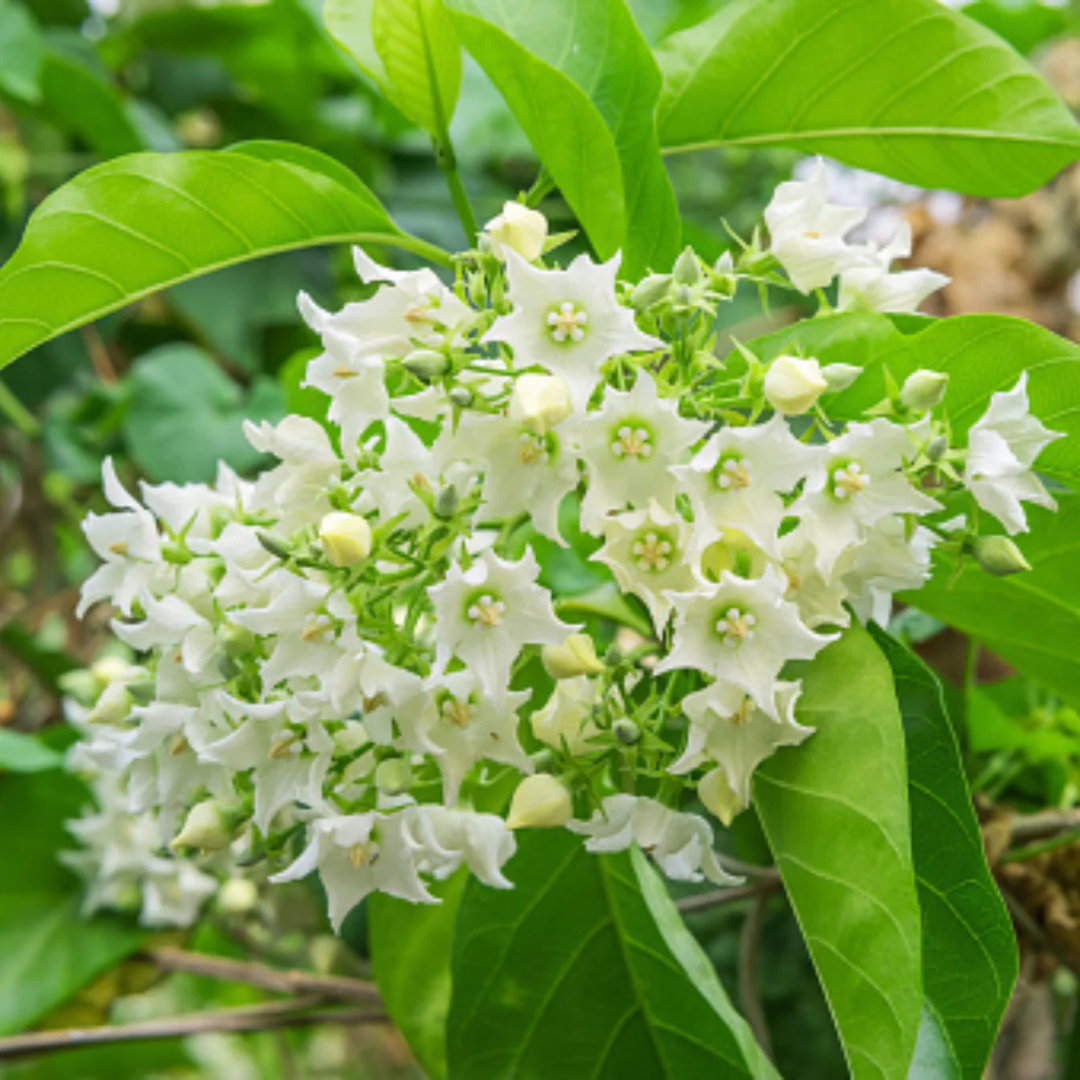 Bread Flower Vine (Vallaris glabra) All Time Fragrant Flowering Live Plant