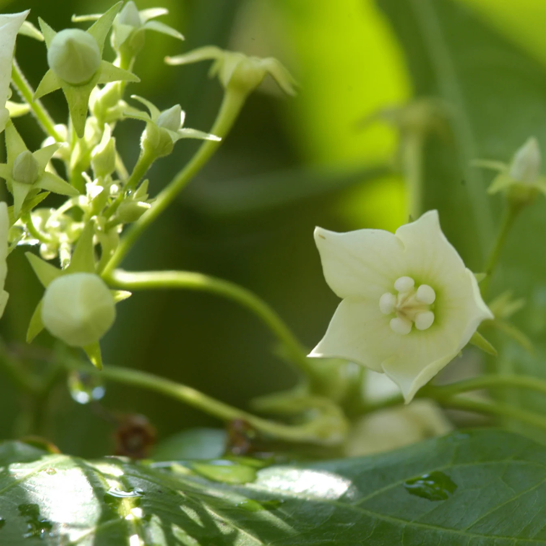Bread Flower Vine (Vallaris glabra) All Time Fragrant Flowering Live Plant