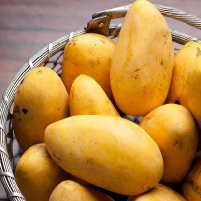 Brunei King Mango Grafted Live Plant