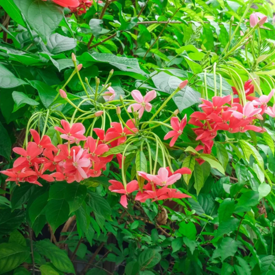 Bush Rangoon Dwarf Madhumalti (Combretum indicum) All Time Flowering Live Plant