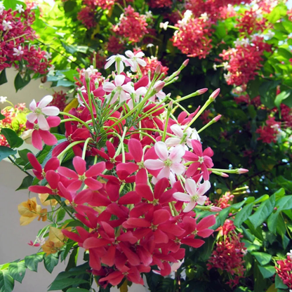 Bush Rangoon Dwarf Madhumalti (Combretum indicum) All Time Flowering Live Plant