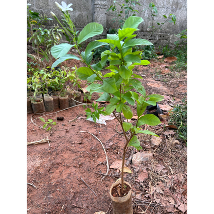Bush Rangoon Dwarf Madhumalti (Combretum indicum) All Time Flowering Live Plant