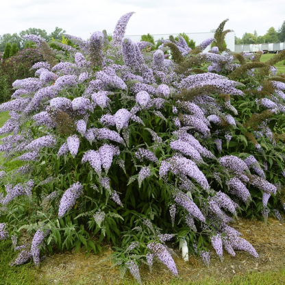 Butterfly Bush Light Purple Flowering Live Plant
