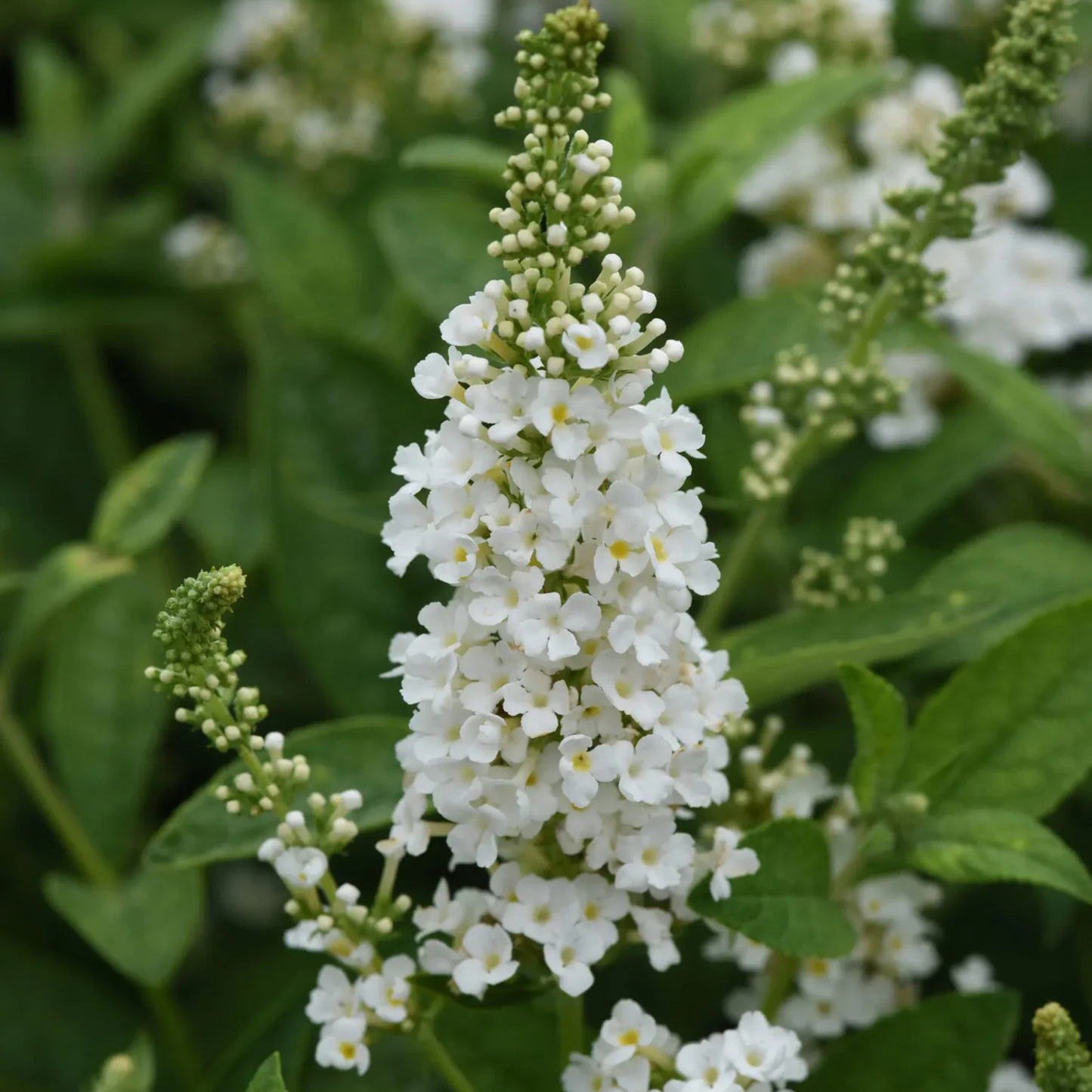 Butterfly Bush White Flowering Live Plant