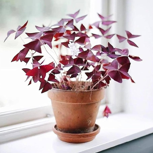 Butterfly Miniature Indoor and Outdoor Live Plant