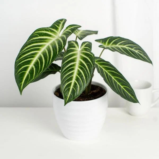 Caladium Lindenii (Angel Wings) Indoor Live Plant