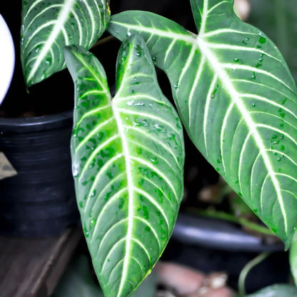 Caladium Lindenii (Angel Wings) Indoor Live Plant