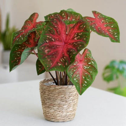 Caladium (Heart of Jesus) Ornamental Live Plant