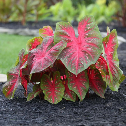 Caladium (Heart of Jesus) Ornamental Live Plant