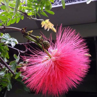 Calliandra Dixie Pink (Calliandra Emarginata) All Time Flowering Live Plant