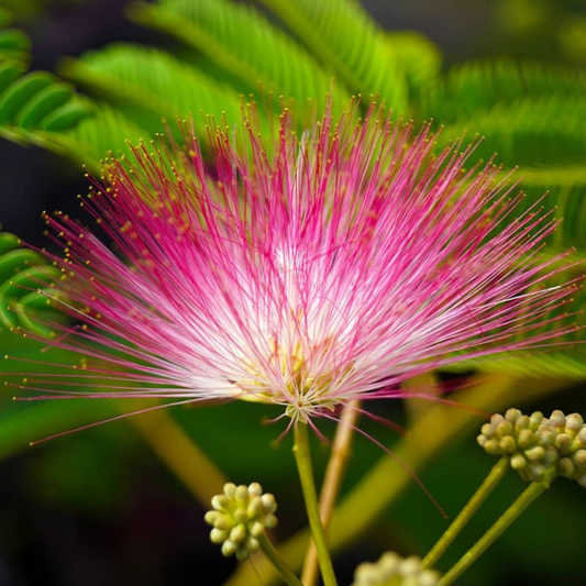 Calliandra Pink & White (Calliandra Surinamensis) All Time Flowering Live Plant