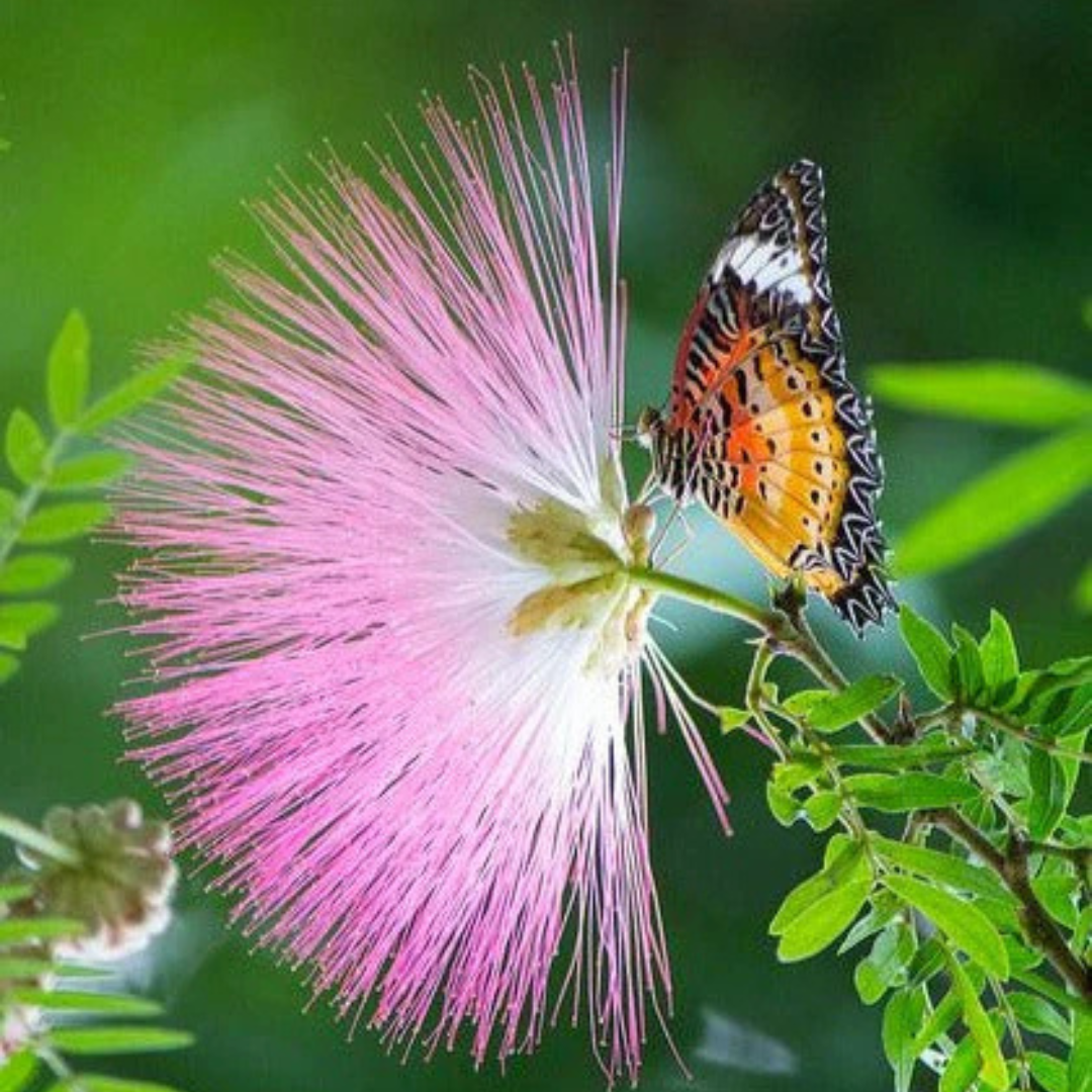 Calliandra Pink & White (Calliandra Surinamensis) All Time Flowering Live Plant
