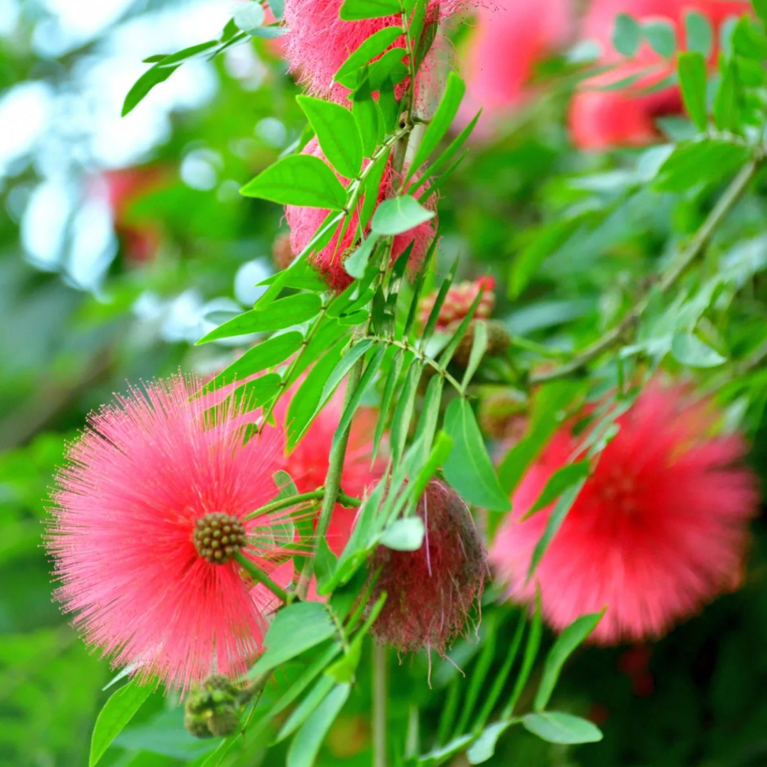 Calliandra Red (Calliandra haematocephala) All Time Flowering Live Plant