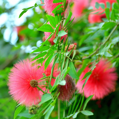 Calliandra Red (Calliandra haematocephala) All Time Flowering Live Plant