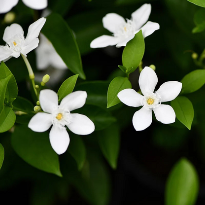 Ceylon Jasmine Fragrant (Wrightia Antidysenterica) Flowering Live Plant