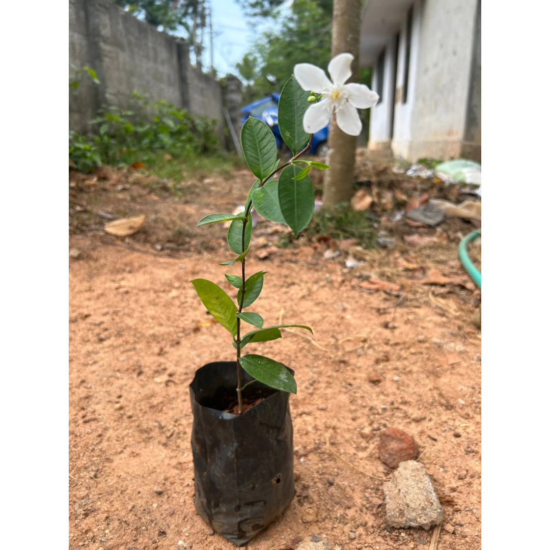 Ceylon Jasmine Fragrant (Wrightia Antidysenterica) Flowering Live Plant