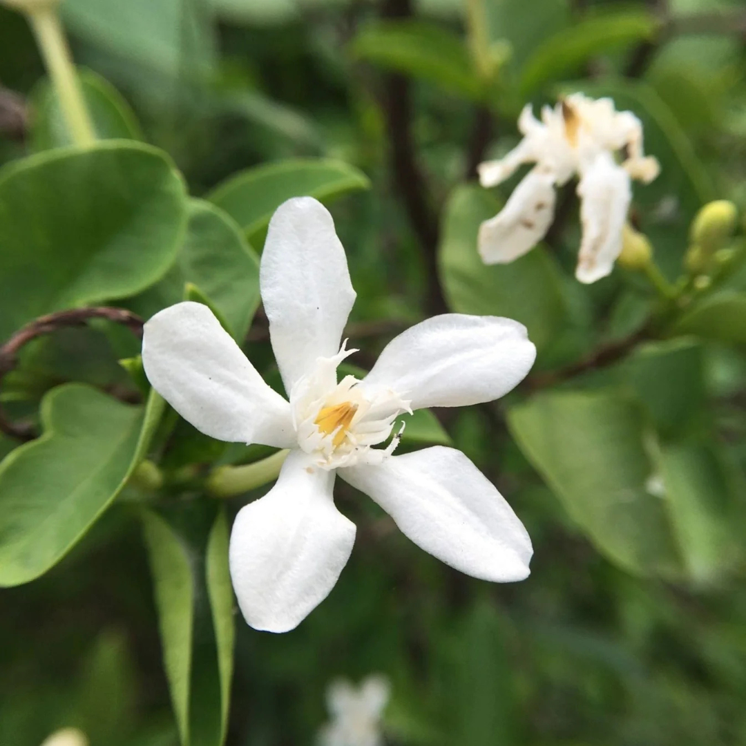 Ceylon Jasmine Fragrant (Wrightia Antidysenterica) Flowering Live Plant