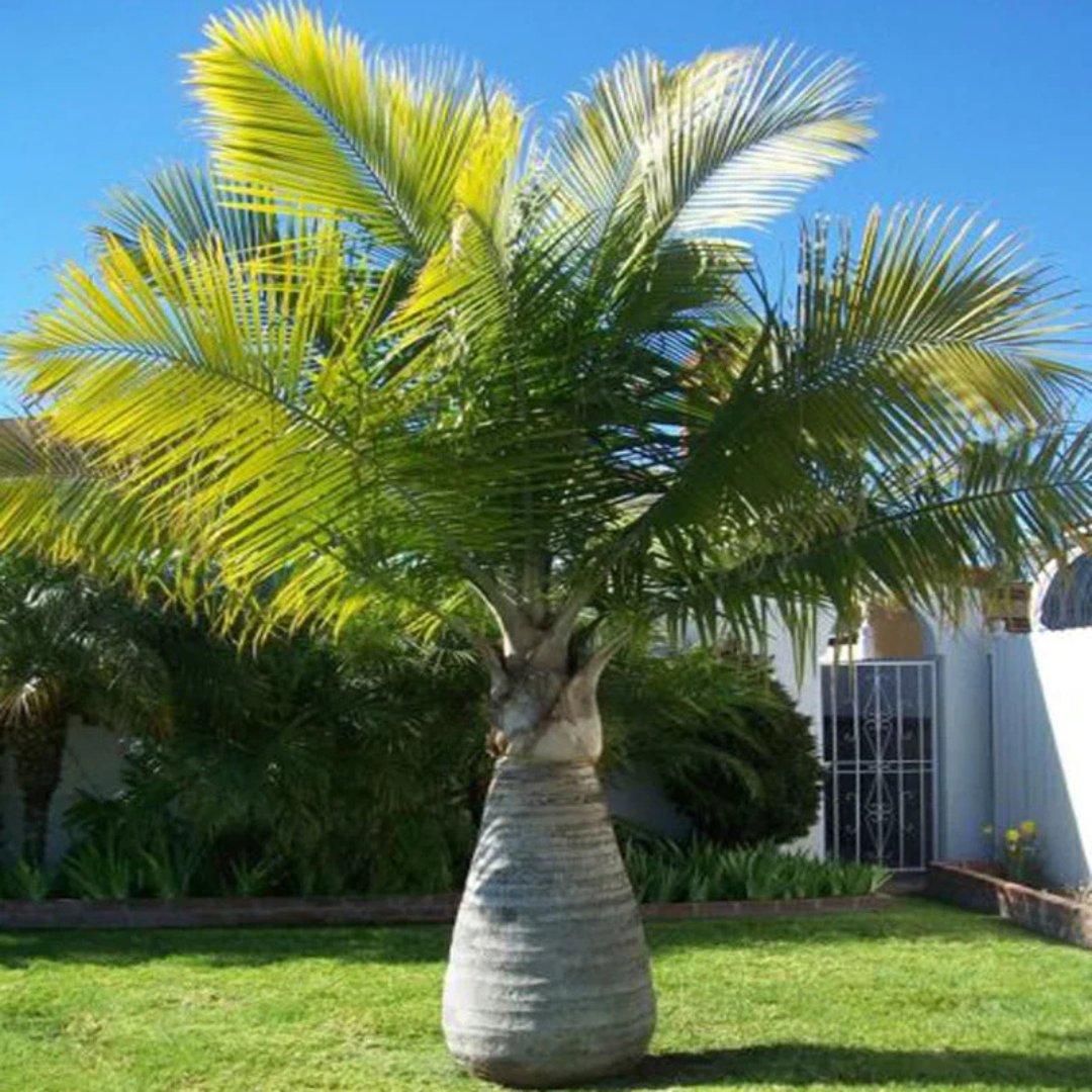 Champagne Palm Ornamental Live Plant