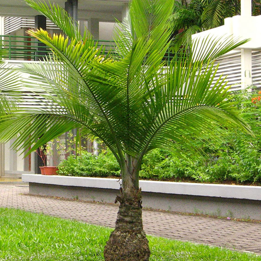 Champagne Palm Ornamental Live Plant