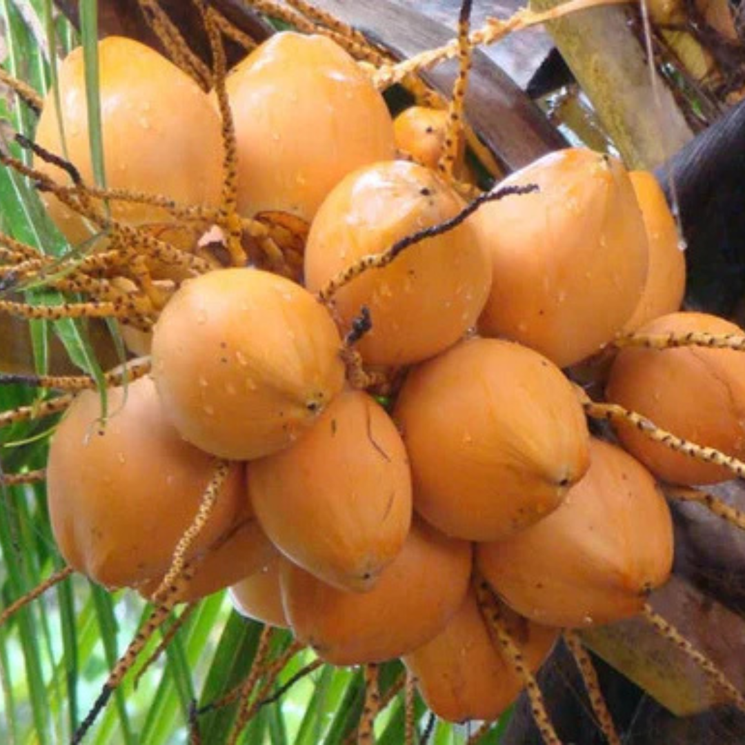 Chavakkadan Red Dwarf Coconut Tree Plant (Tender Coconut Plant)