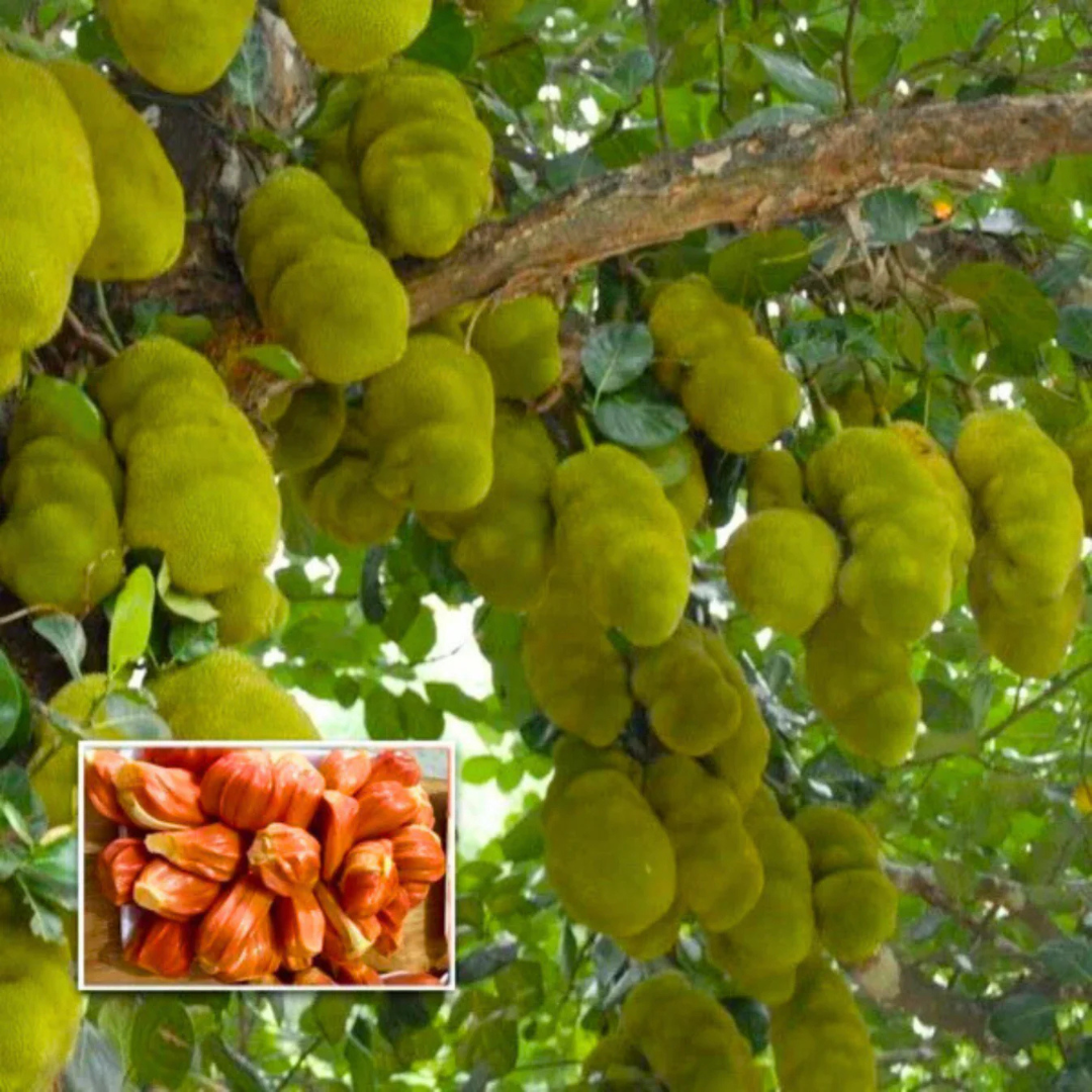 Chembarathi Varikka / Chandra Halasu Jack Fruit Live Plant