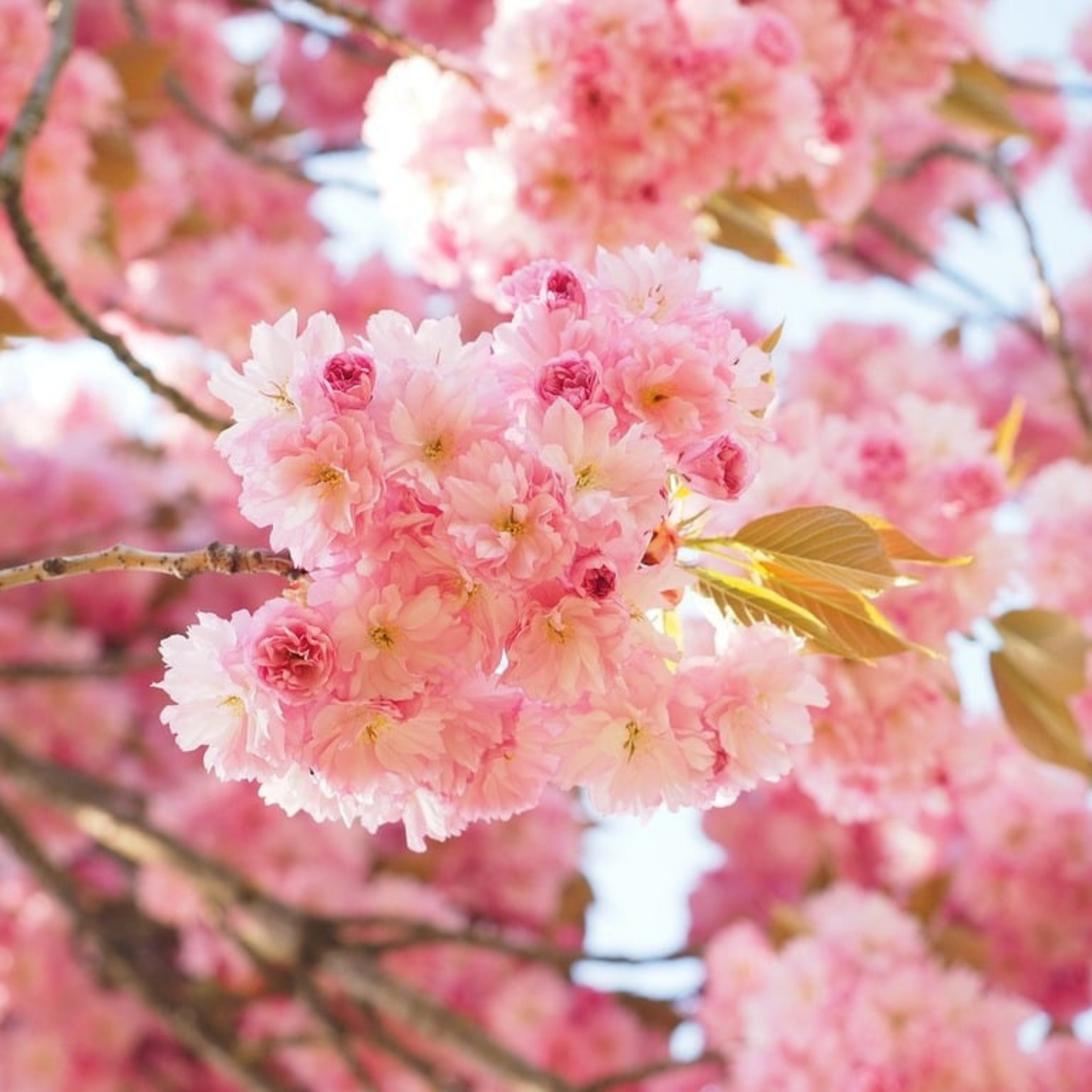 Cherry Blossom (Prunus serrulata) Rare Live Plant