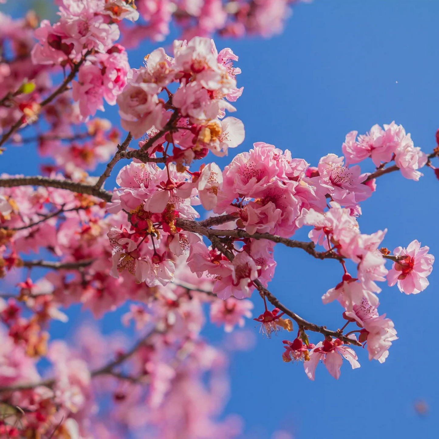 Cherry Blossom (Prunus serrulata) Rare Live Plant