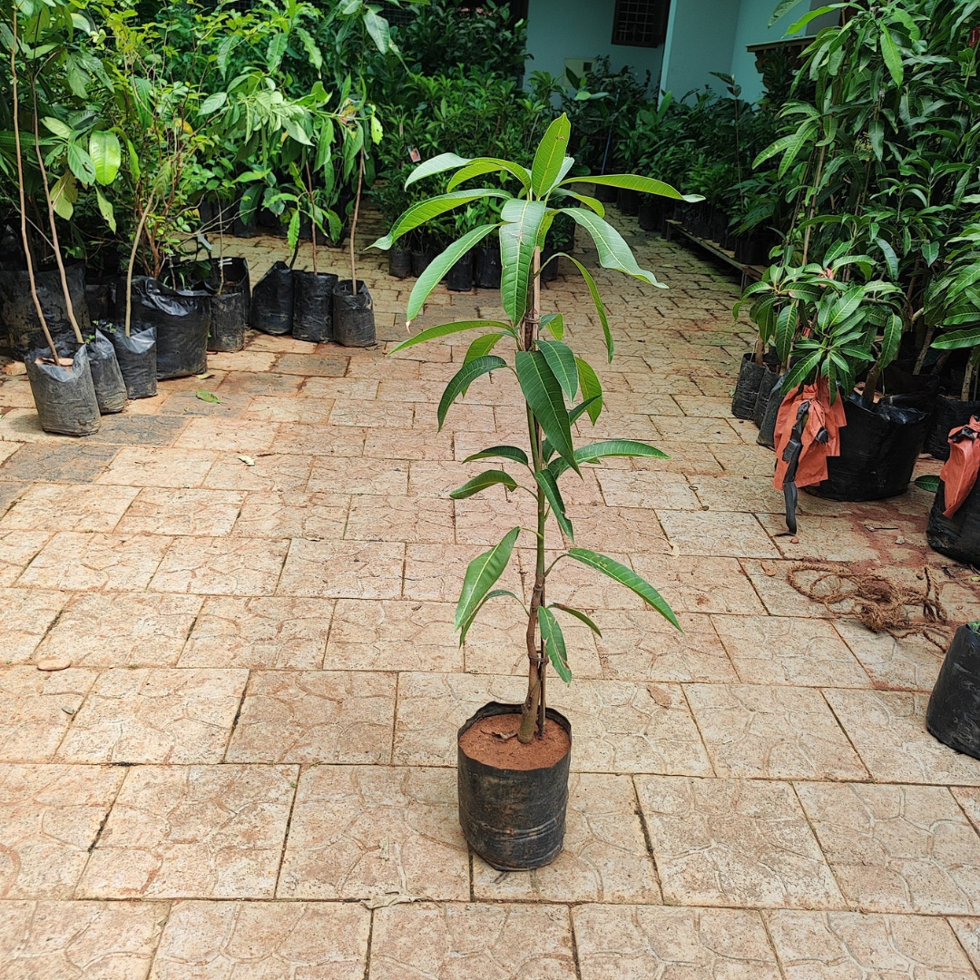 Cheruku Rasalu Mango Grafted Live Plant