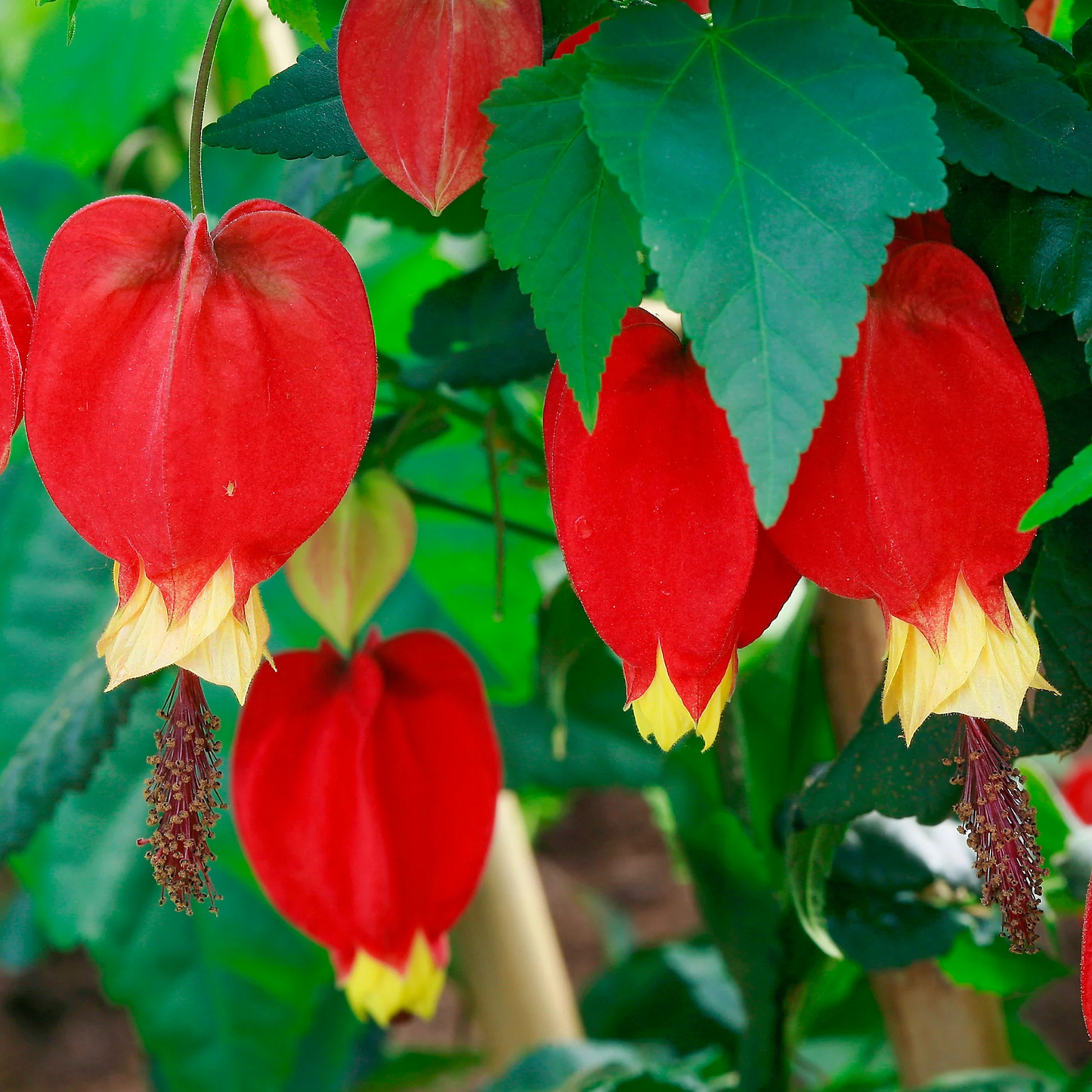 Chinese Lantern (Abutilon megapotamicum) Rare Flowering Live Plant