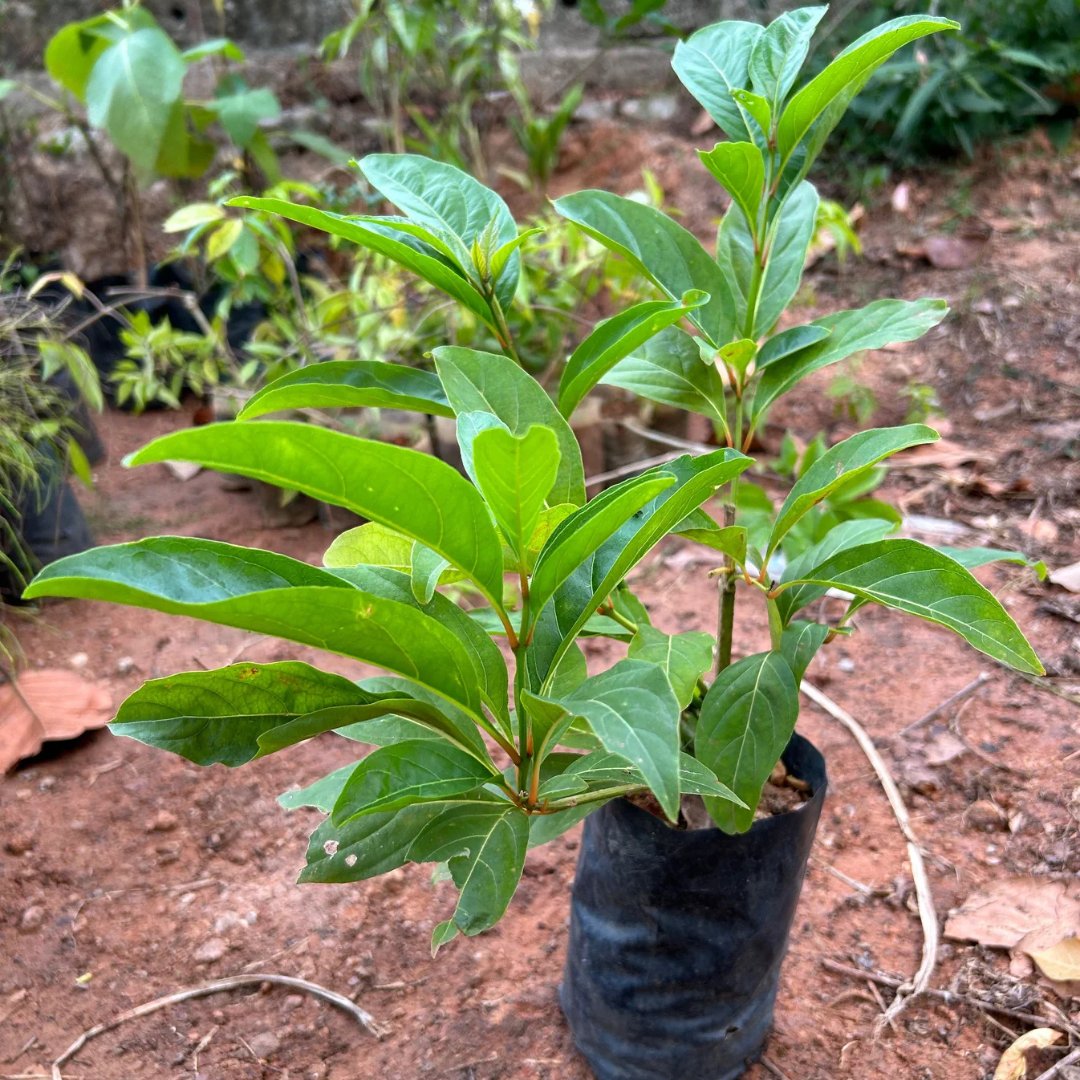 Chithraxylam Spinosum Fragrant (Fiddlewood) Flowering Live Plant