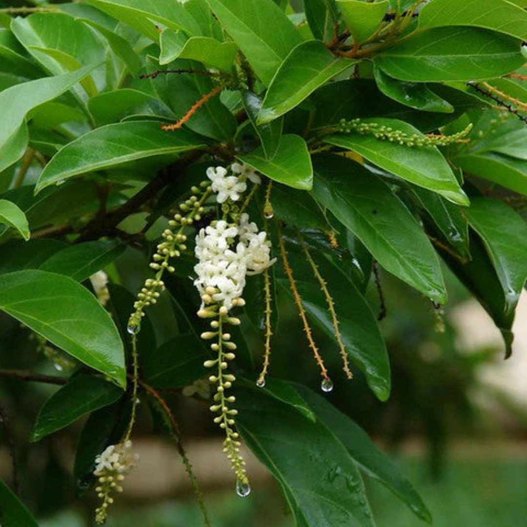 Chithraxylam Spinosum Fragrant (Fiddlewood) Flowering Live Plant