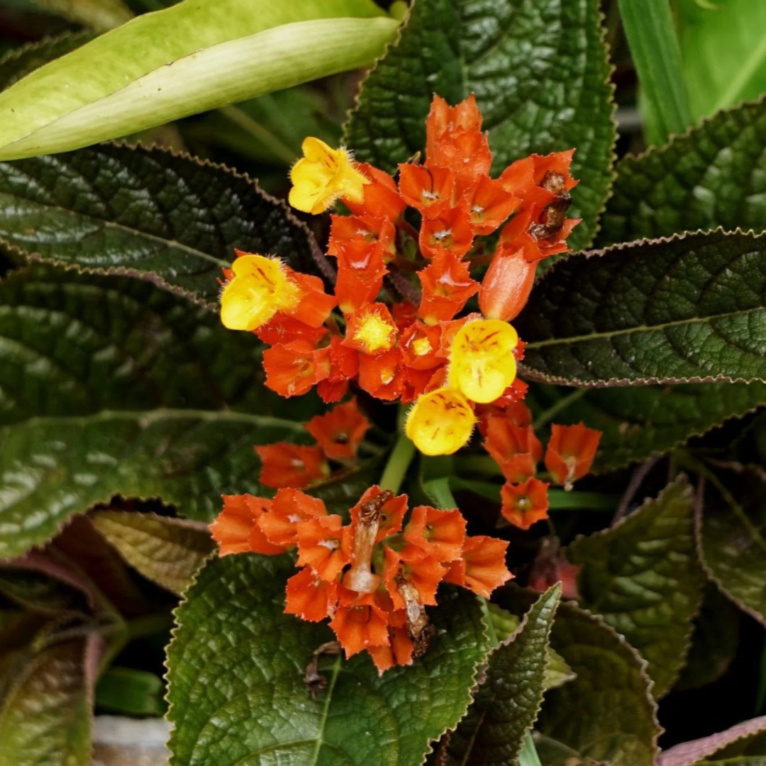 Chrysothemis Pulchella (sunset bells) All Time Flowering Live Plant