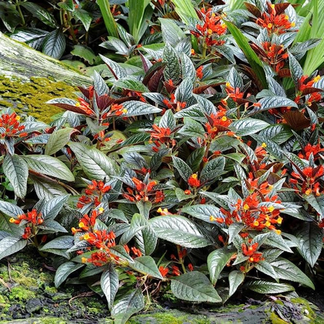 Chrysothemis Pulchella (sunset bells) All Time Flowering Live Plant