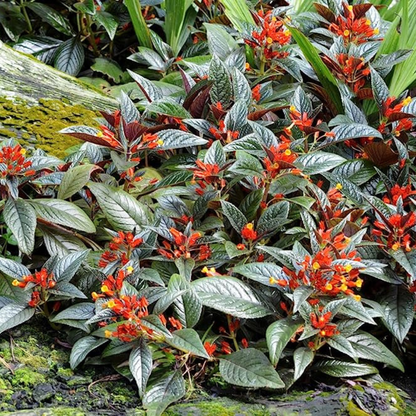 Chrysothemis Pulchella (sunset bells) All Time Flowering Live Plant
