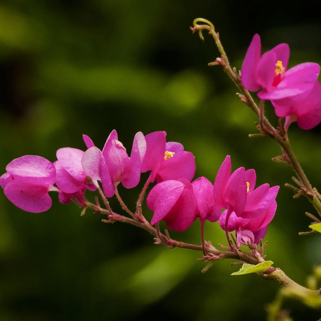 Coral Vine Mexican creeper (Antigonon leptopus) Flowering Live Plant