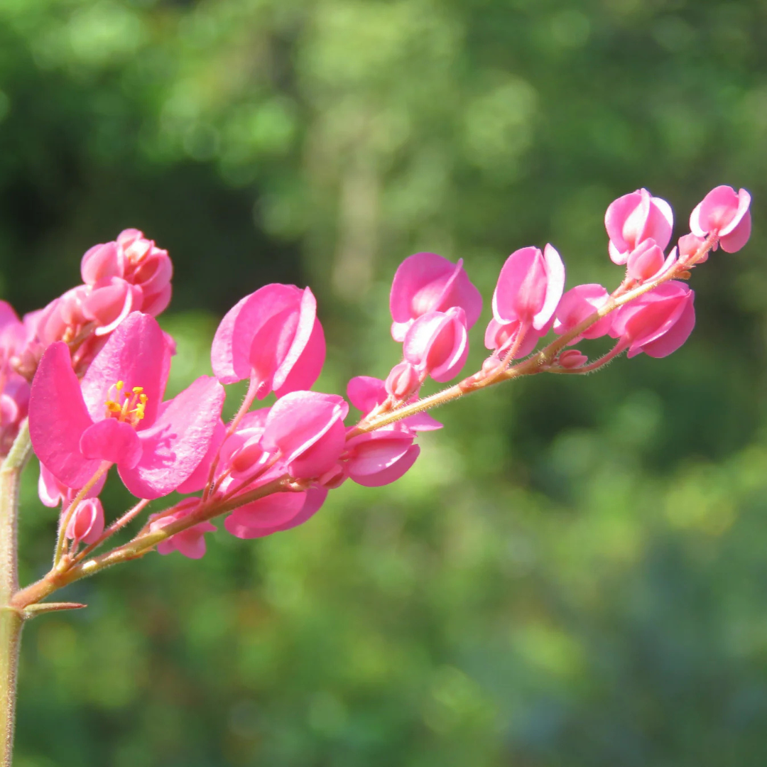 Coral Vine Mexican creeper (Antigonon leptopus) Flowering Live Plant
