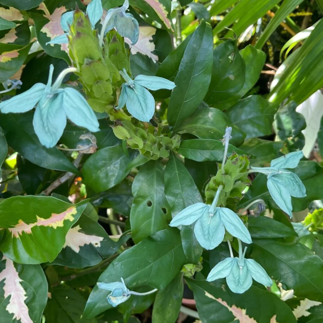 Crossandra Green (Kanakambaram) All Time Flowering Live Plant