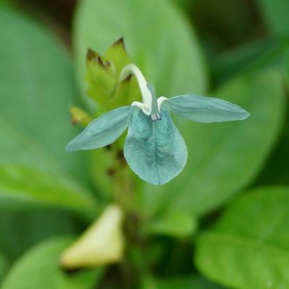 Crossandra Green (Kanakambaram) All Time Flowering Live Plant