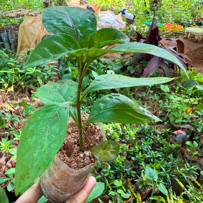 Crossandra Green (Kanakambaram) All Time Flowering Live Plant