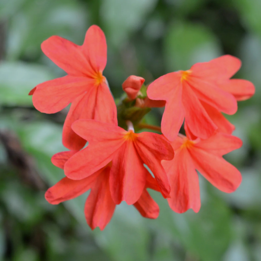 Crossandra Red (Kanakambaram) All Time Flowering Live Plant