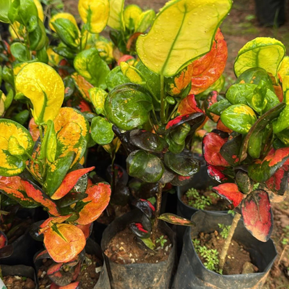 Croton Apple (Codiaeum variegatum) Indoor / Outdoor Live Plant