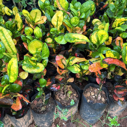 Croton Apple (Codiaeum variegatum) Indoor / Outdoor Live Plant