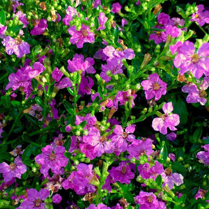 Cuphea Pink (Mexican Heather) Rare All Time Flowering Live Plant