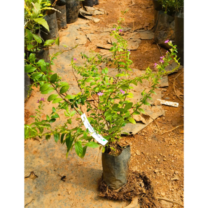 Cuphea Pink (Mexican Heather) Rare All Time Flowering Live Plant