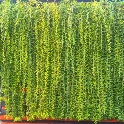 Curtain Creeper (Tarlmounia elliptica) Ornamental Live Plant