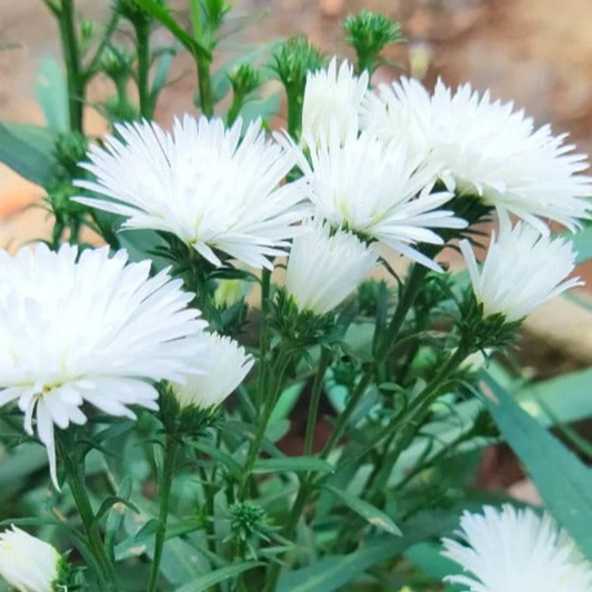 Daisy White All Time Flowering Live Plant