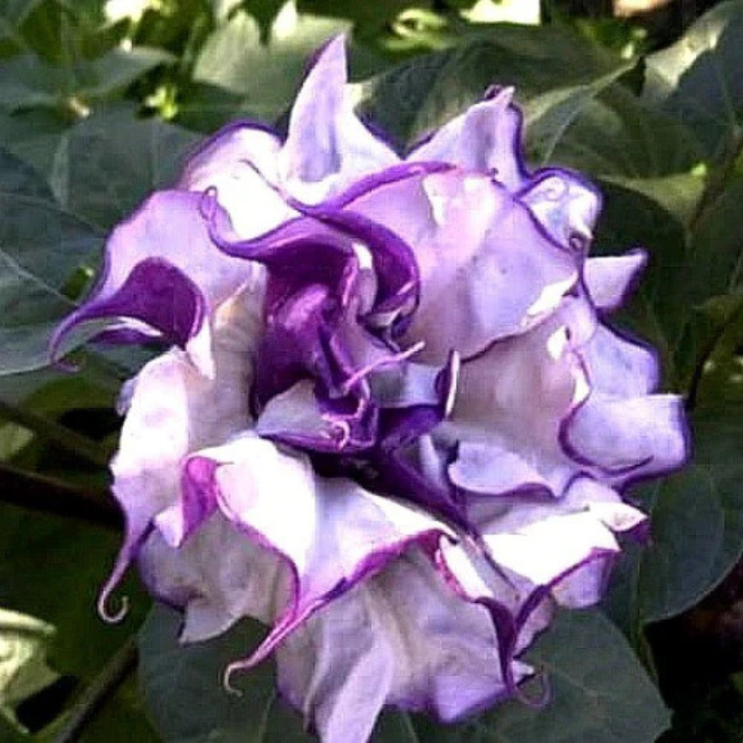 Datura Purple Multi Petal Rare Flowering Live Plant